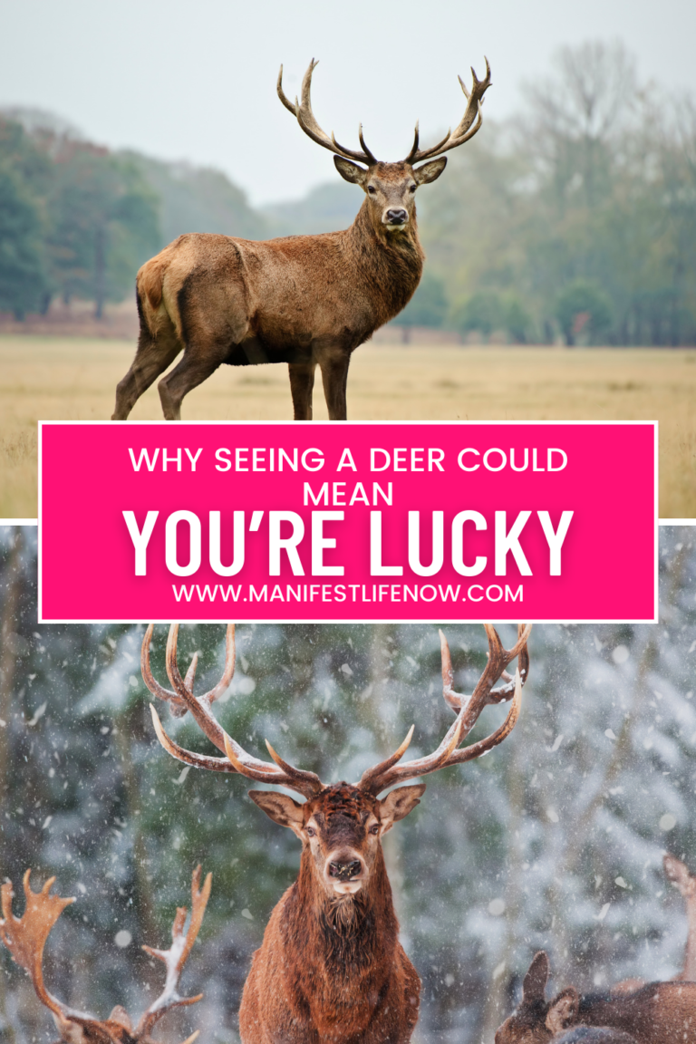 Why Seeing a Deer Could Mean You’re a Lucky Person