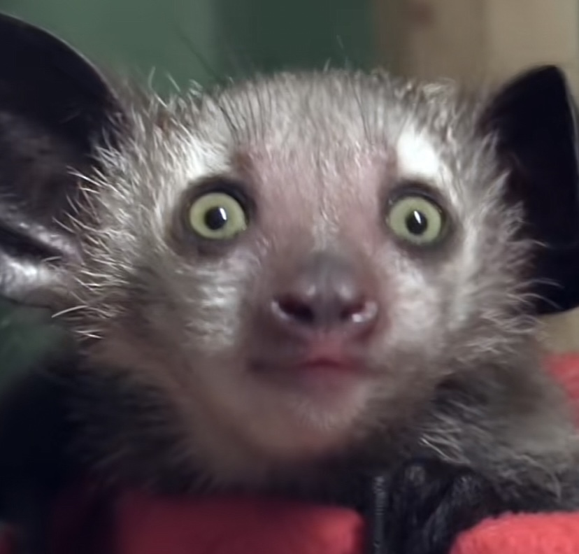 5 Unbelievable Animals You Won’t Believe Actually Exist aye aye
