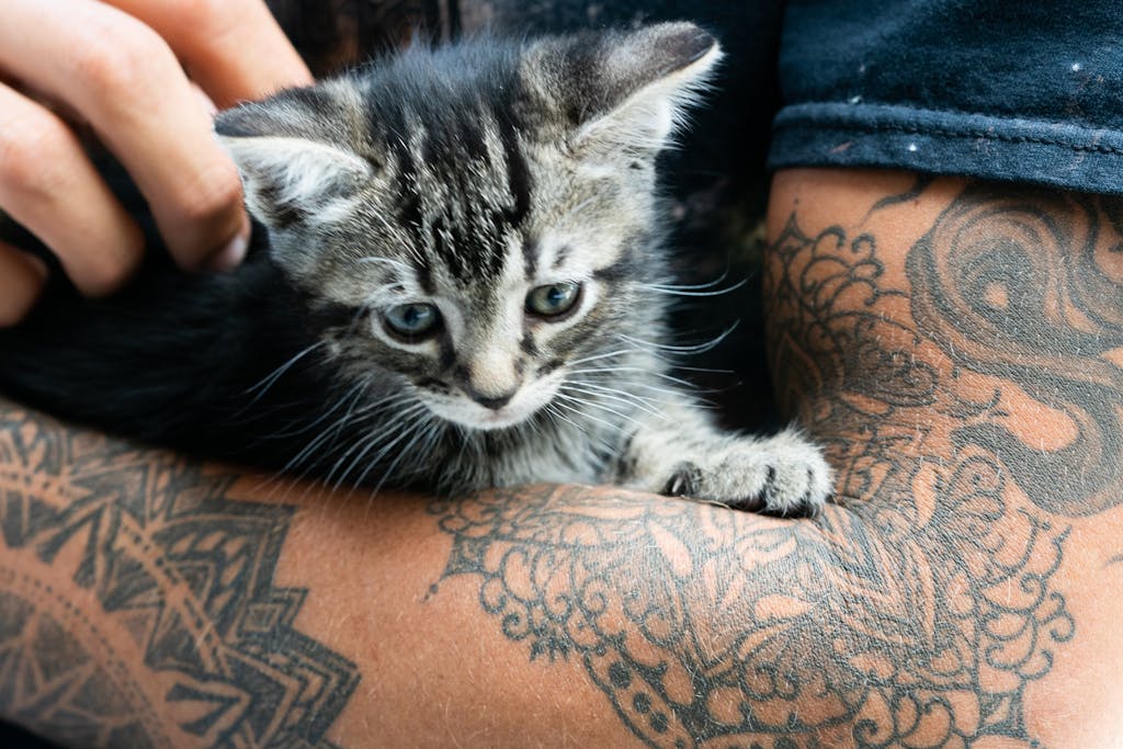 Person Carrying a Kitten