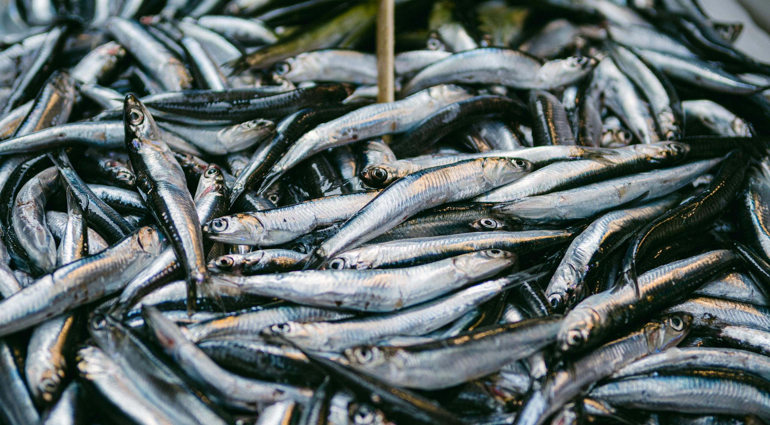 Close-up of fresh anchovies on display at Istanbul fish market showcasing vibrant seafood industry.